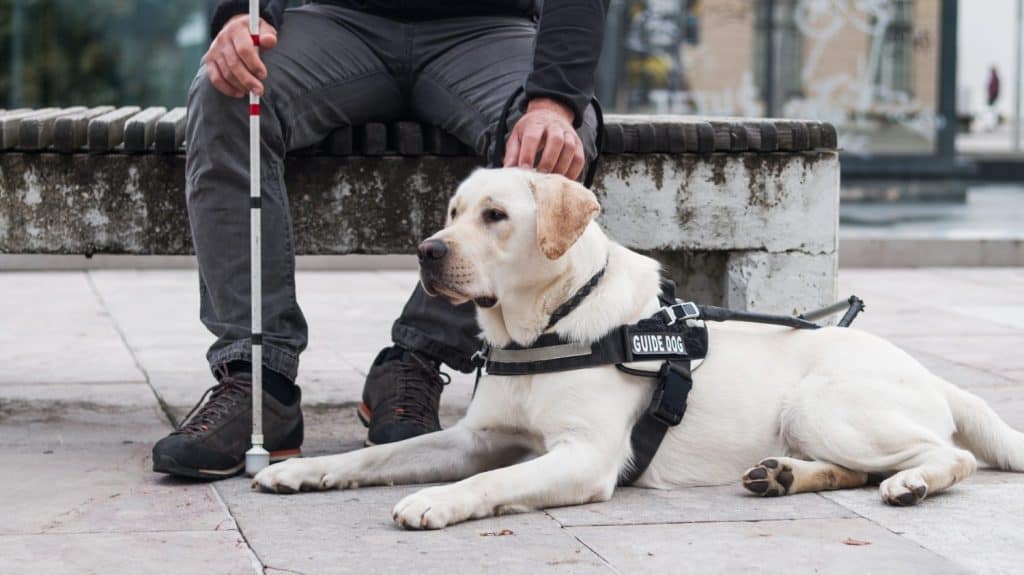 Male person sitting on the bench and gently petting a guide dog sitting next to his legs. Service and assistance animals concept.