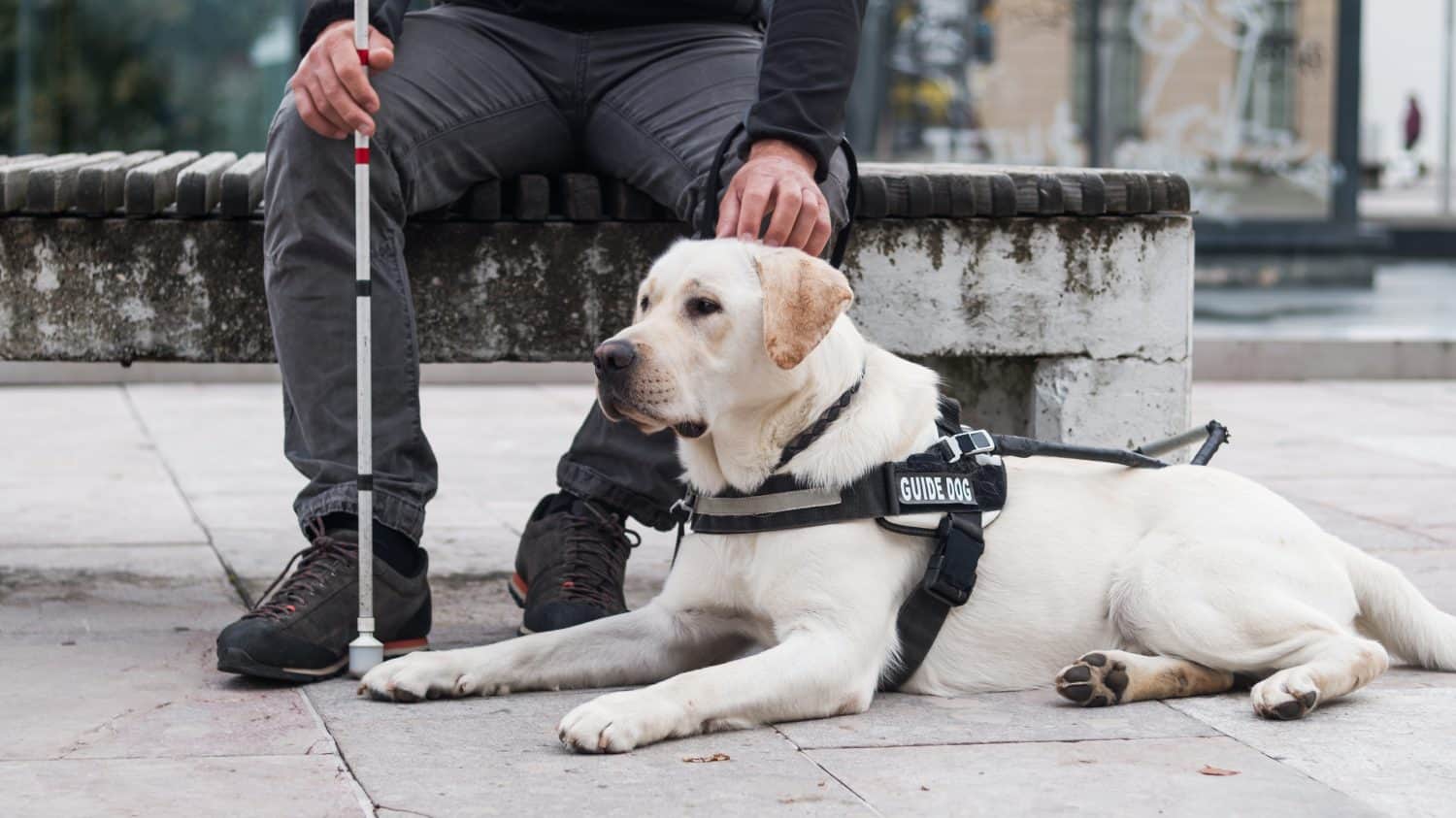 Male person sitting on the bench and gently petting a guide dog sitting next to his legs. Service and assistance animals concept.