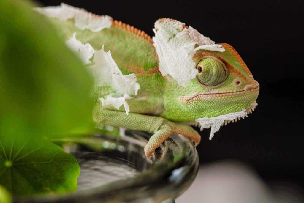 When chameleons change skin, they undergo a process called ecdysis. At this time, the chameleon sheds the outermost layer of skin in a single piece, which is often referred to as exuvium.
