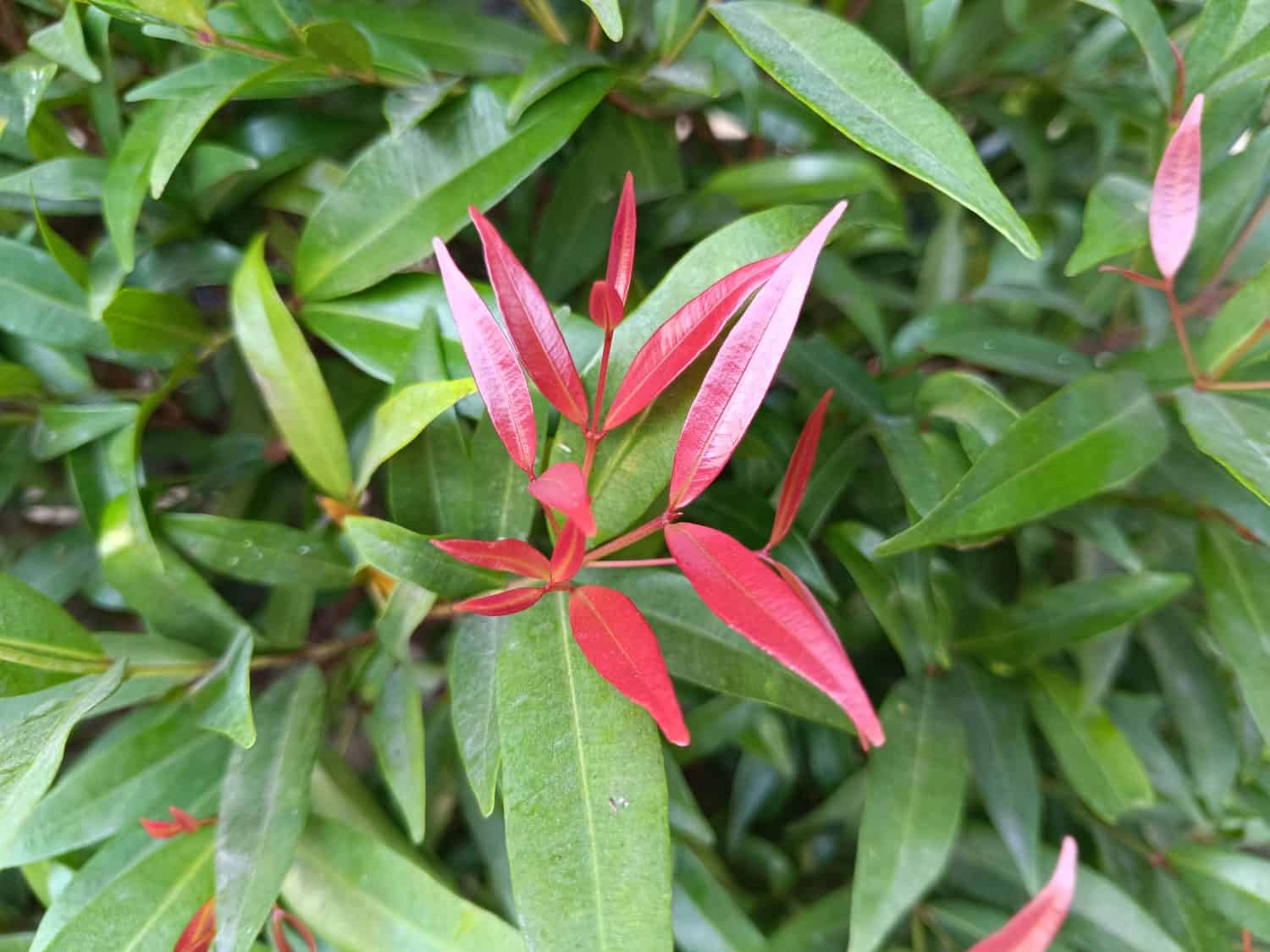 Pucuk merah or syzygium oleana in the yard. It can potentially serve as a natural food colorant. Anthocyanin present in fruit and red (young) leaves also functions as an antioxidant