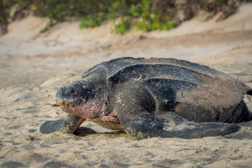 The largest of all turtles, the Leatherback Sea Turtle, nesting, covering the eggs with sand, and returning to the ocean.