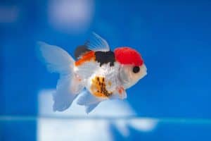Close up of Oranda goldfish in blue tank