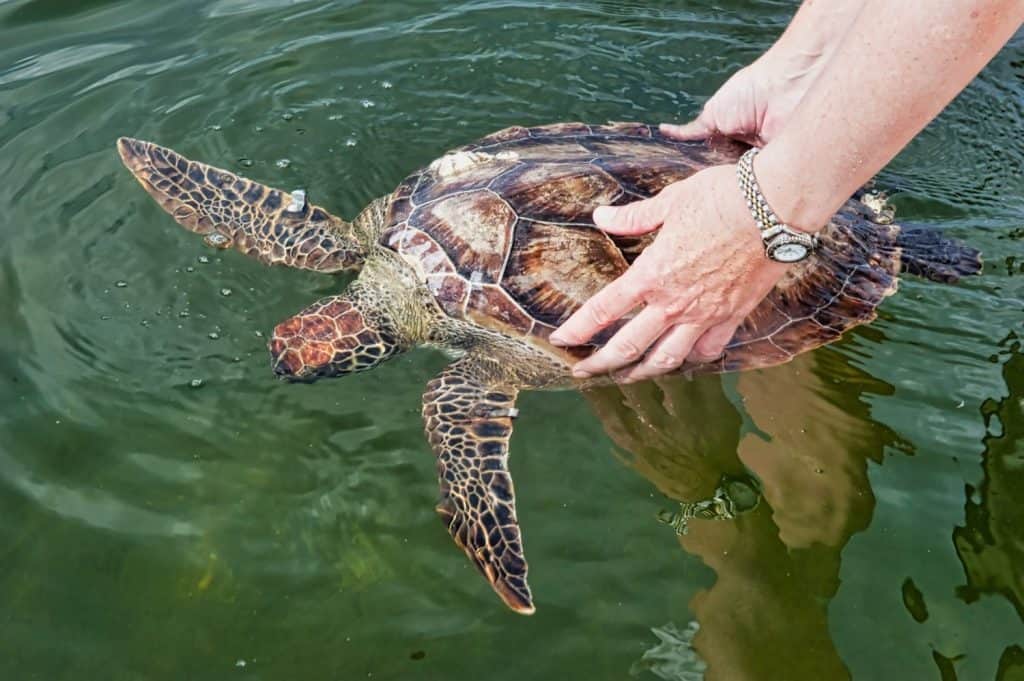 A Kemps ridley sea turtle swims in a lake, watched by a wildlife biologist. The turtle is a terrestrial animal, enjoying the recreation of swimming.. Elements of this image furnished by NASA