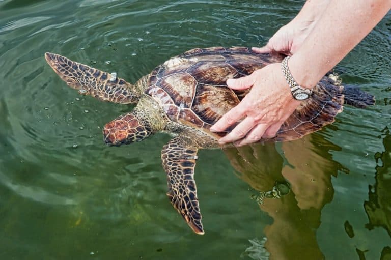 A Kemps ridley sea turtle swims in a lake, watched by a wildlife biologist. The turtle is a terrestrial animal, enjoying the recreation of swimming.. Elements of this image furnished by NASA