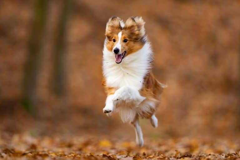 Shetland Sheepdog