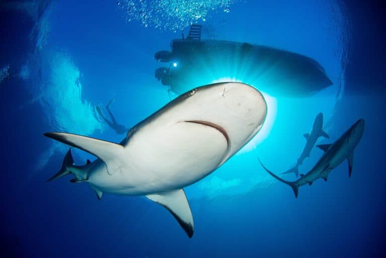 Caribbean reef sharks swimming below a diving boat