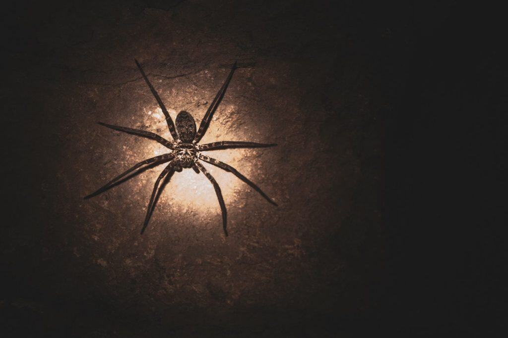 Cave with Laotian giant crab spider Huntsman spider with glowing eyes in Vang Vieng Vientiane Province Laos in Southeastasia Asia.