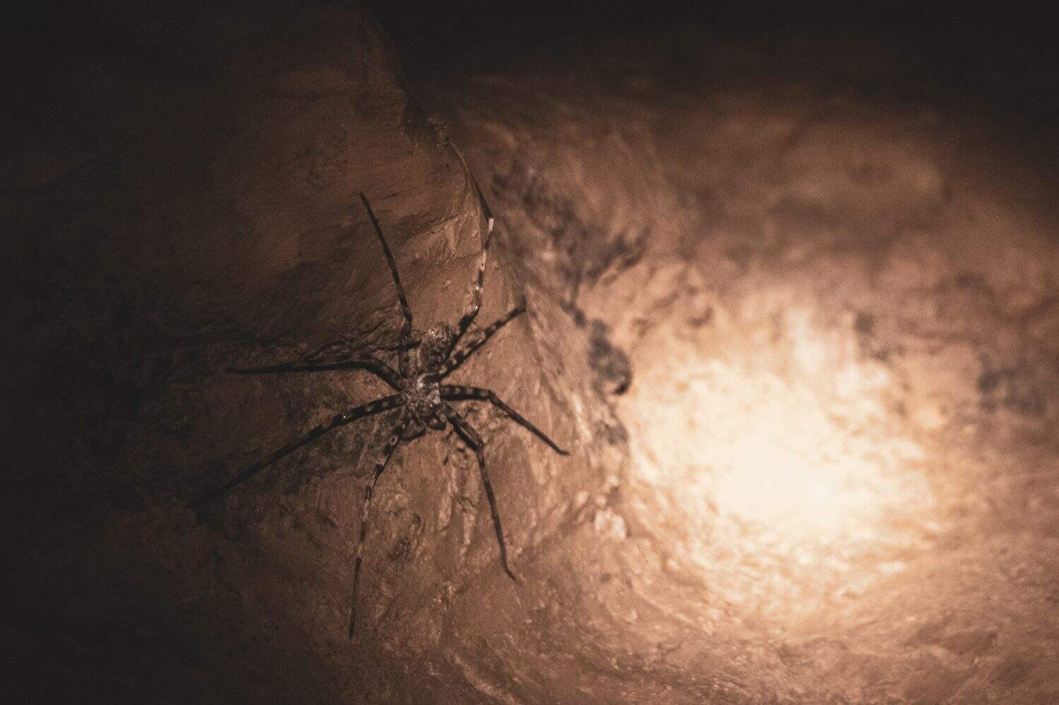 Cave with Laotian giant crab spider Huntsman spider with glowing eyes in Vang Vieng Vientiane Province Laos in Southeastasia Asia.