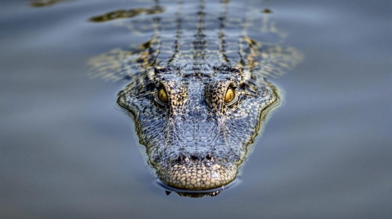 close up photo of a crocodile looking forward from the water