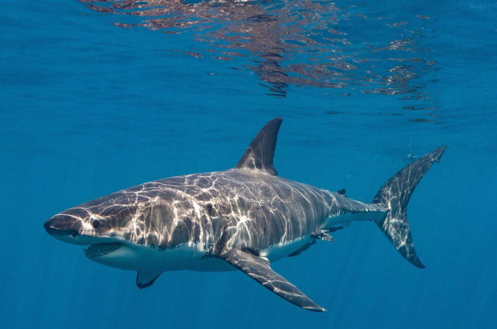 A great white shark in the water