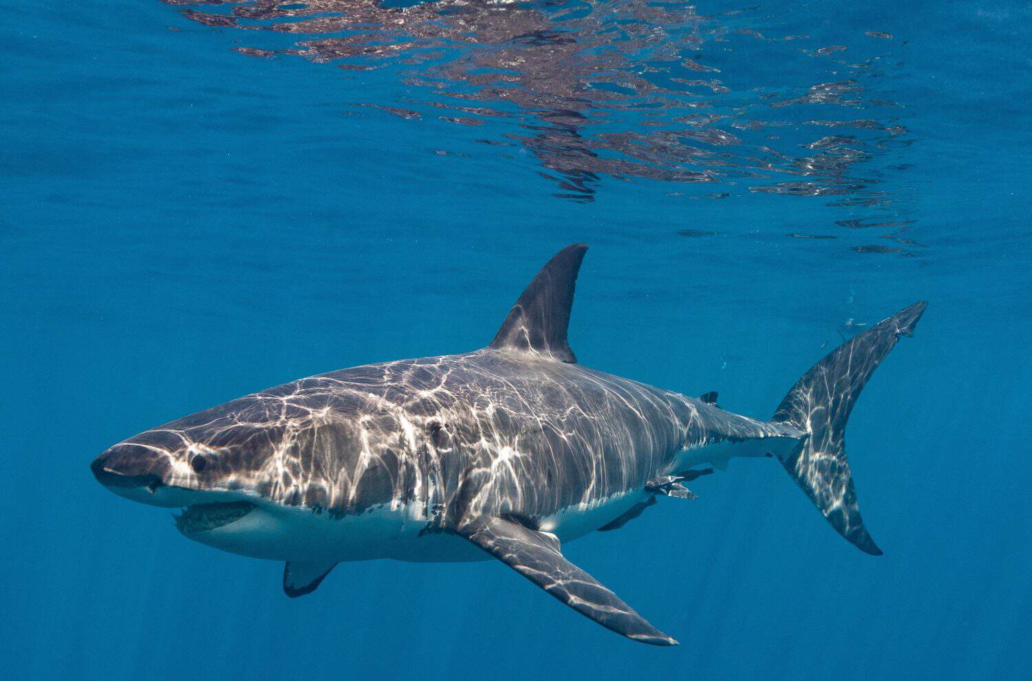 A great white shark in the water