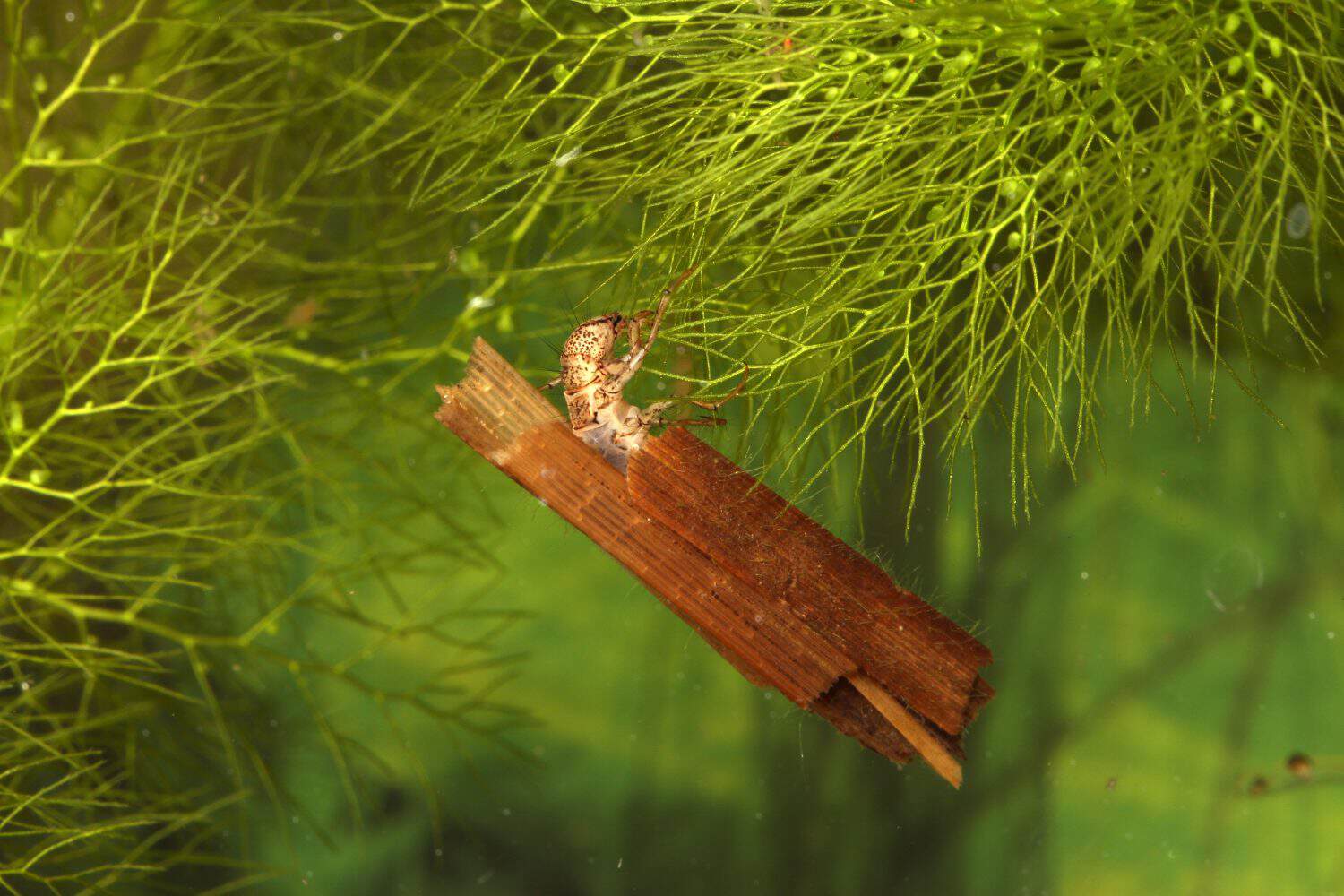Caddisfly larva (Anabolia sp.) underwater, crawling on aquatic vegetation in a pond, macro close-up.