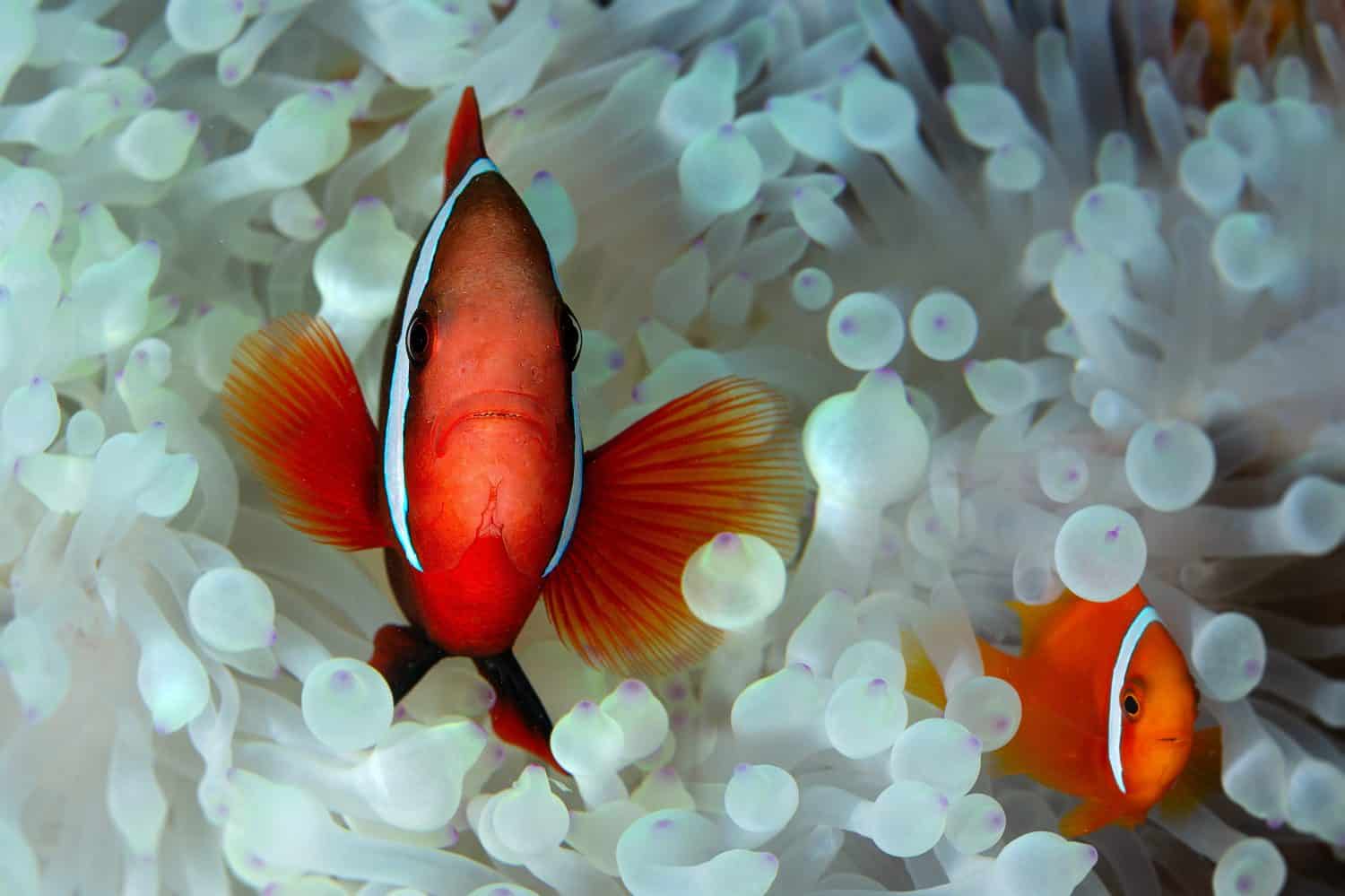 The tomato clownfish (Amphiprion frenatus). Photo was taken in the island Romblon, Philippines