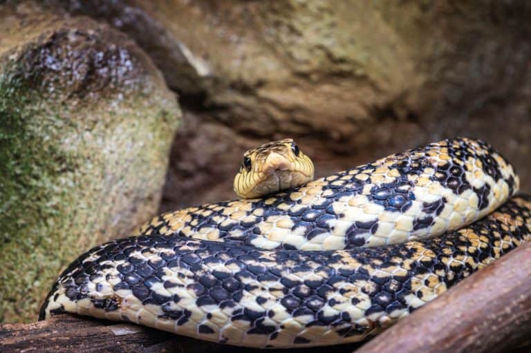 Poisonous snake Leioheterodon madagascariensis or the Malagasy Giant Hognose