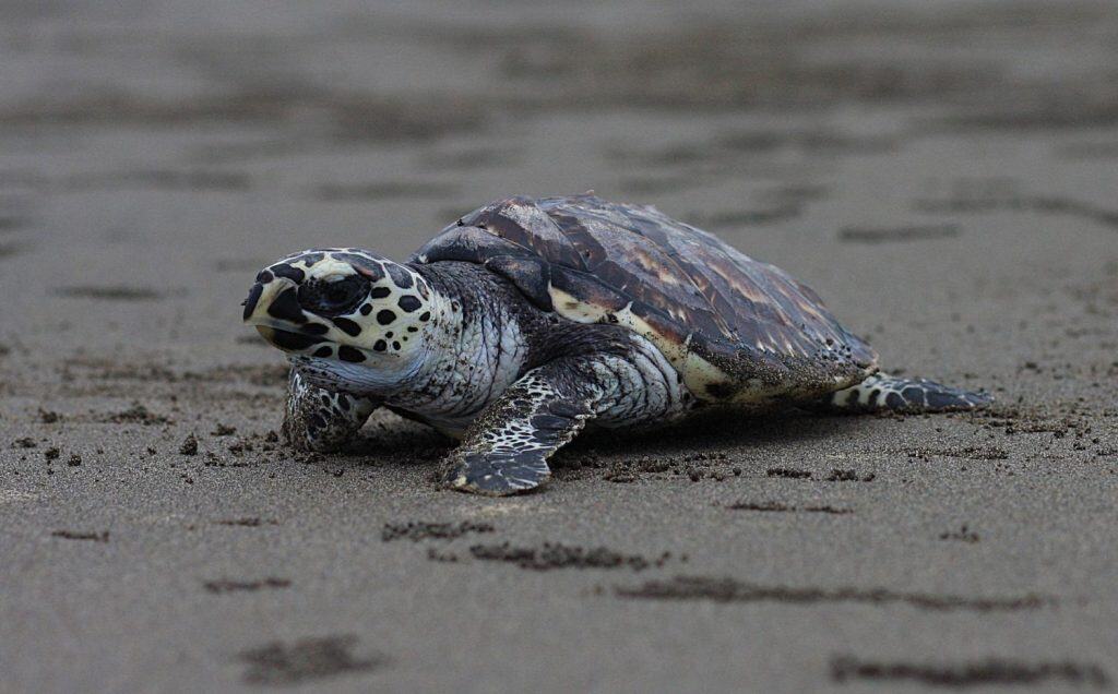 Kemp's ridley sea turtle, also called the Atlantic ridley sea turtle, is the rarest species of sea turtle and is the world's most endangered species of sea turtle.