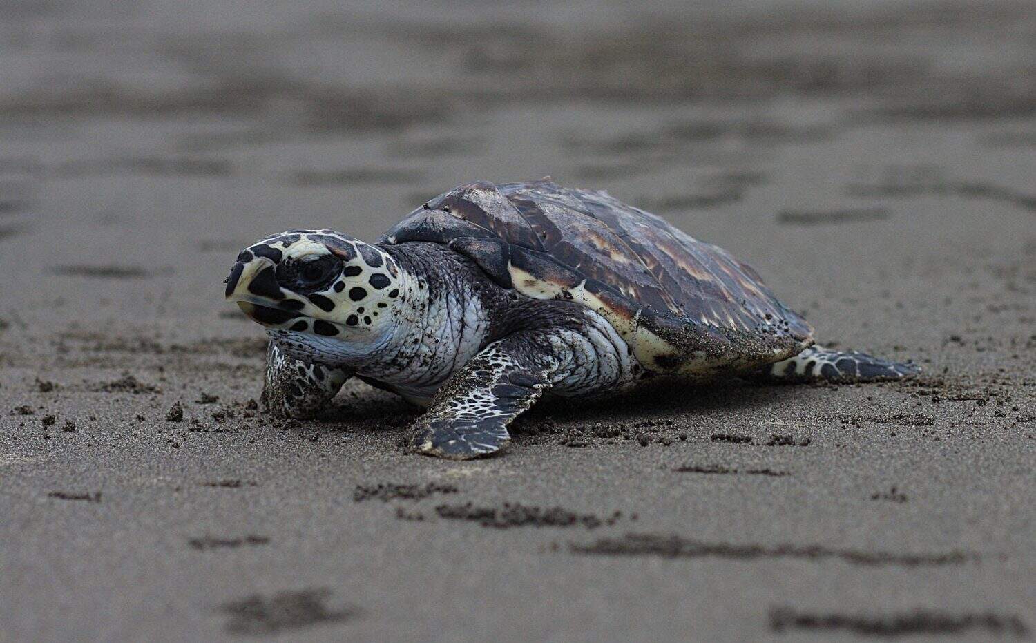 Kemp's ridley sea turtle, also called the Atlantic ridley sea turtle, is the rarest species of sea turtle and is the world's most endangered species of sea turtle. 