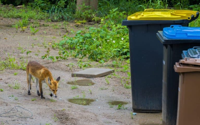 Fox looking for food in the city