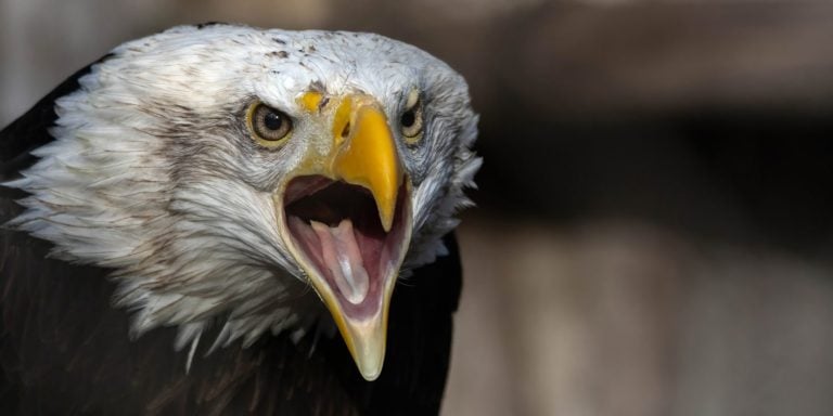 Closeup of an adult Bald Eagle screaming.