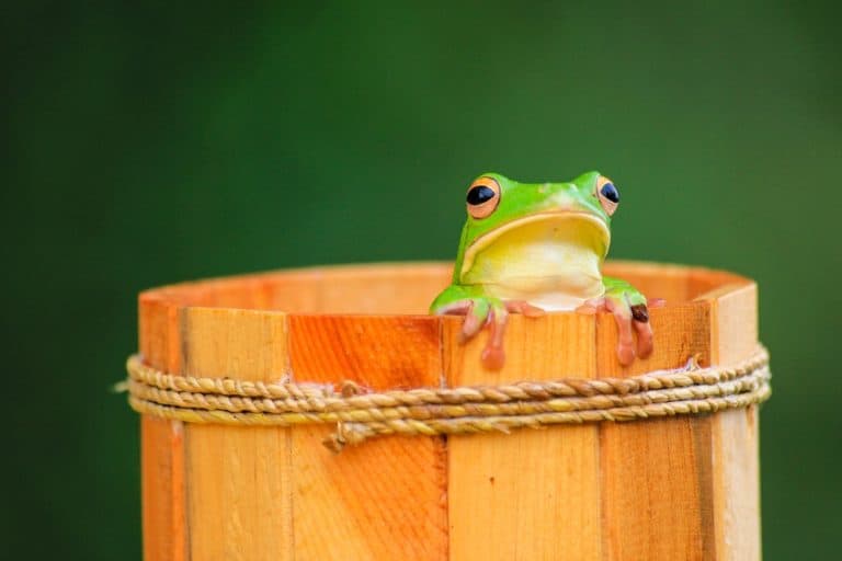 A green tree frog with big eyes perches on the edge of a wooden bucket, gripping the rim with its delicate fingers against a soft green blurred background