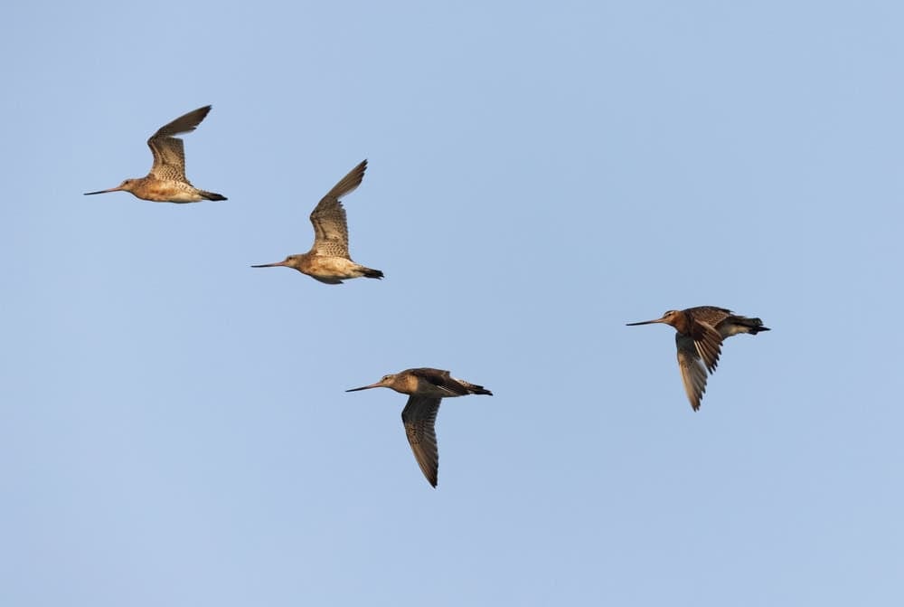 A flock of Bar-tailed Godwits flying at mameer coast of Bahrain