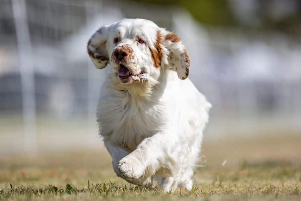 Clumber Spaniel Running Lure Course Sprint Dog Sport