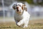 Clumber Spaniel