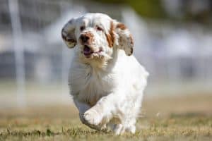 Clumber Spaniel Running Lure Course Sprint Dog Sport