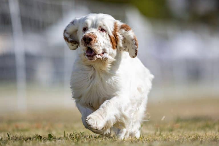Clumber Spaniel