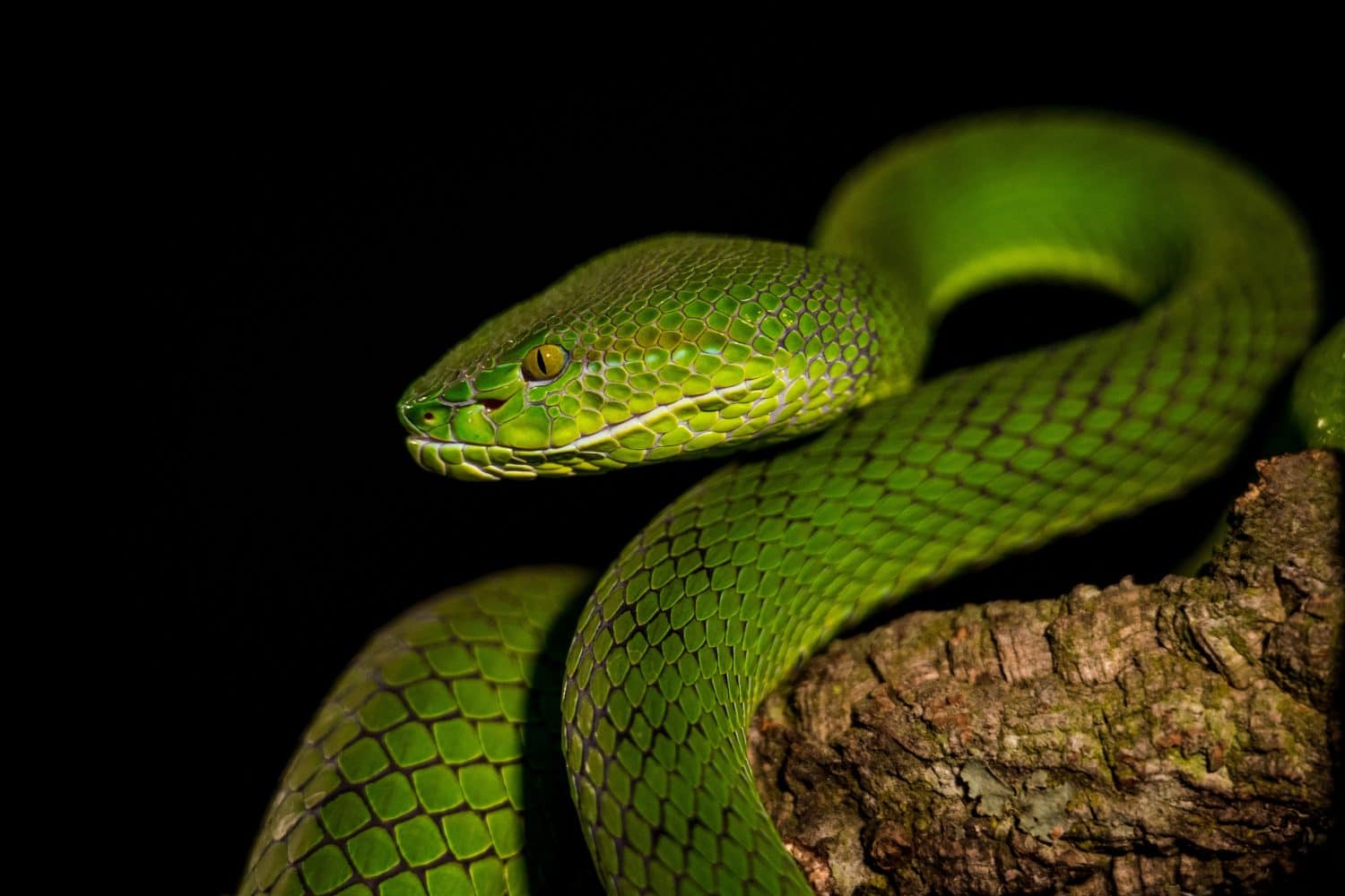 Gumprecht's green pit viper portrait 