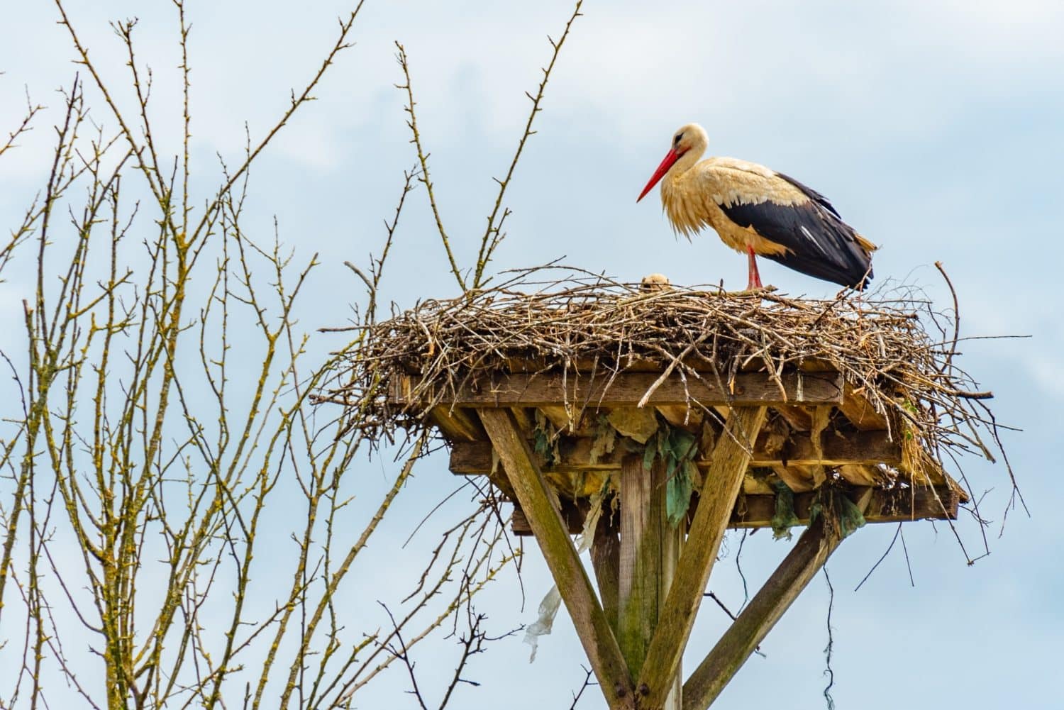 White storks nesting at Croatian village Cigoc