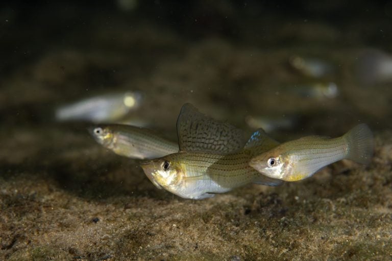 Male sailfin molly displaying to female molly