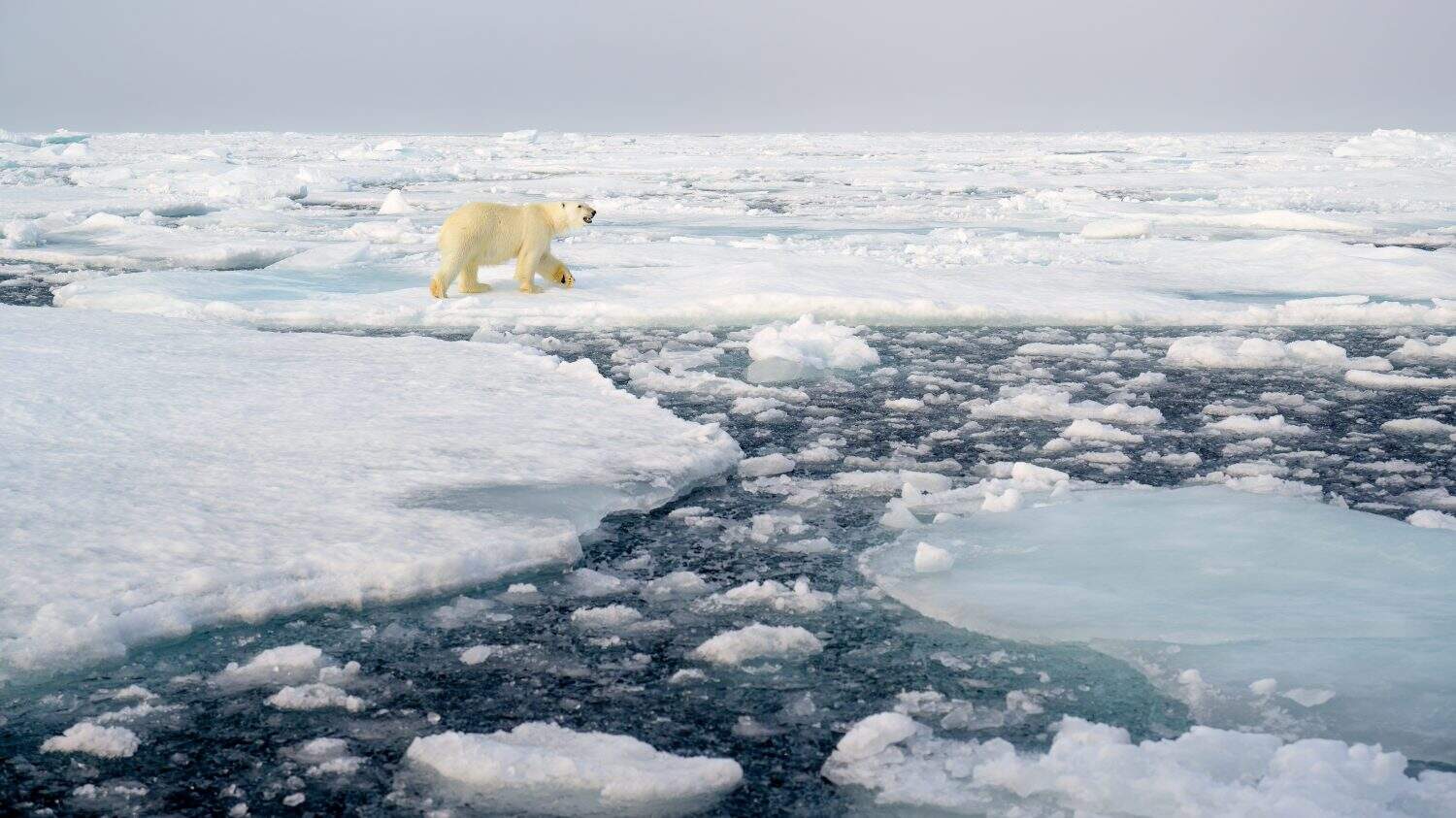Polar bear (Ursus maritimus) on ice and snow, Svalbard, Norway