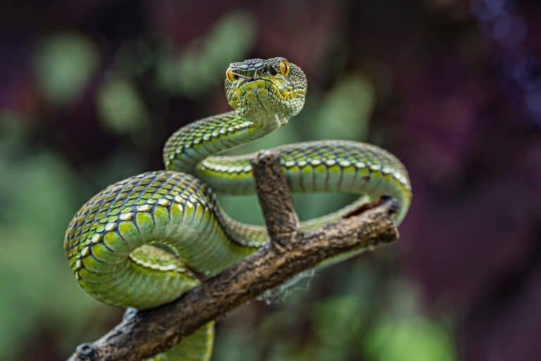Texas Blind Snake Animal Facts - Rena dulcis - A-Z Animals