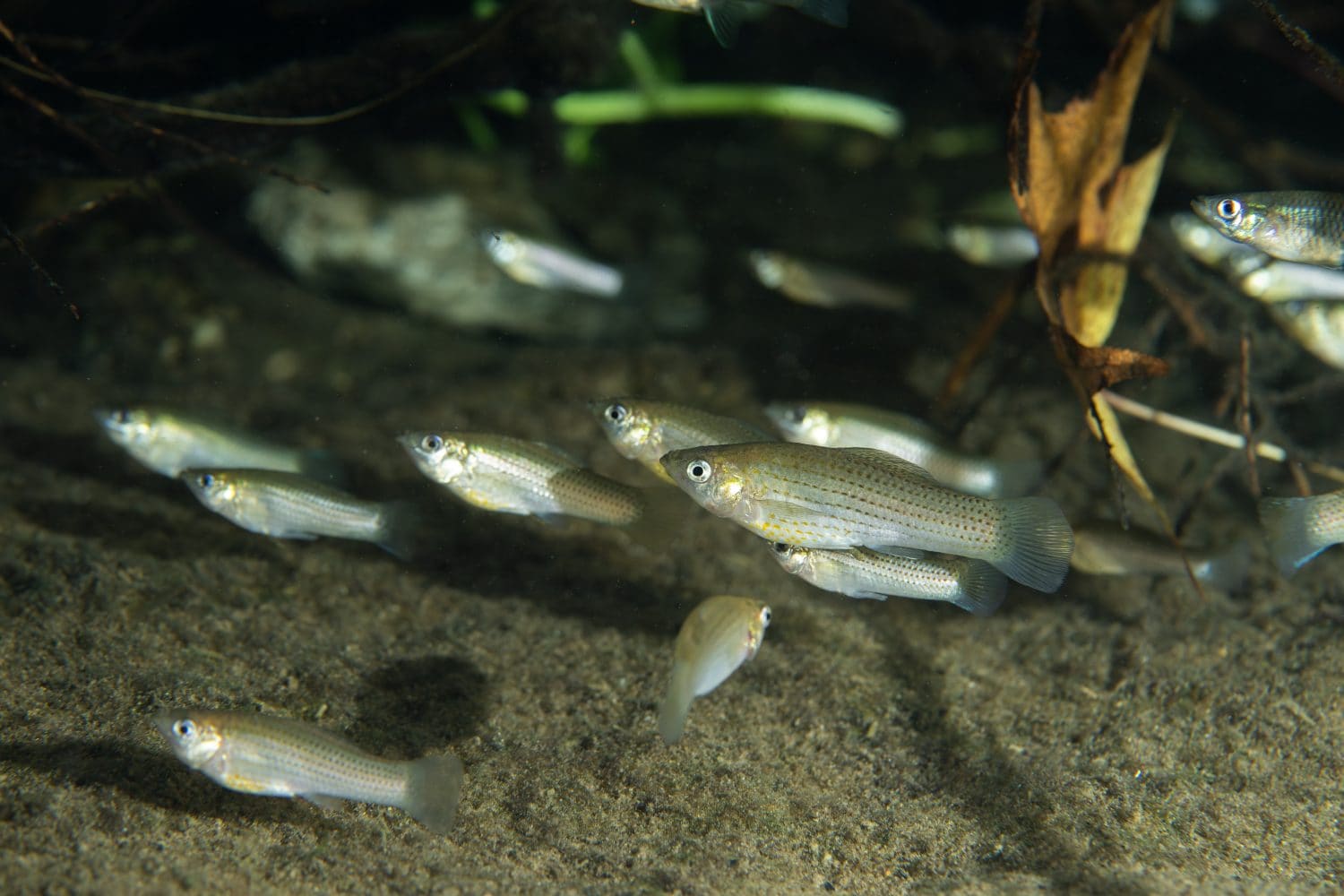 School of sailfin mollies in natural spring