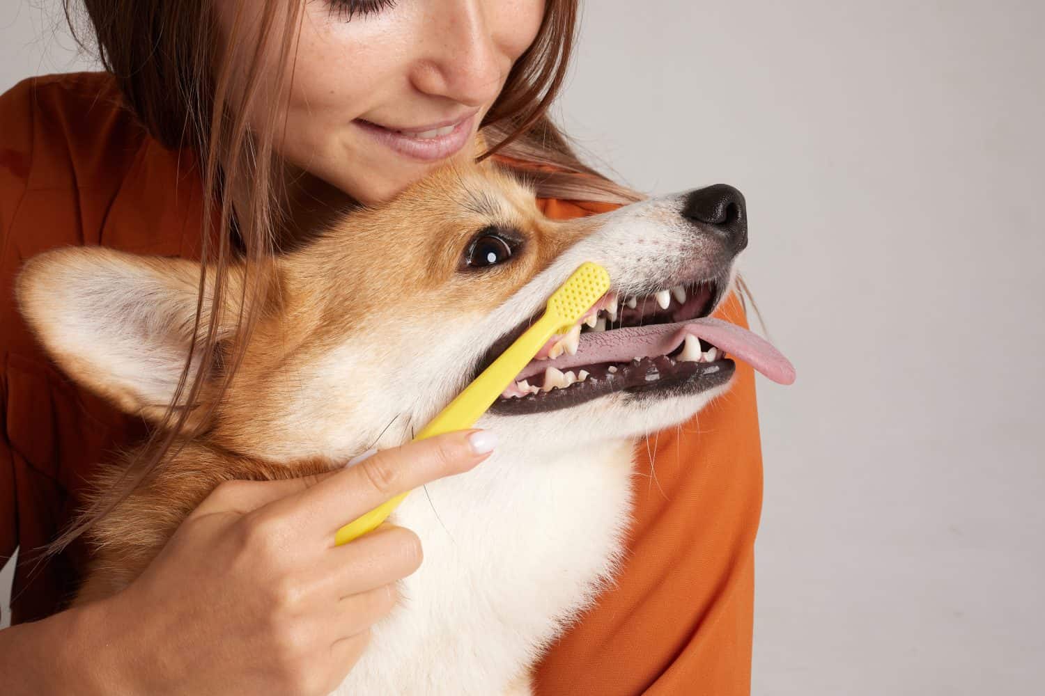 Happy Corgi getting teeth brushed with yellow toothbrush by smiling woman, promoting dog dental hygiene care.