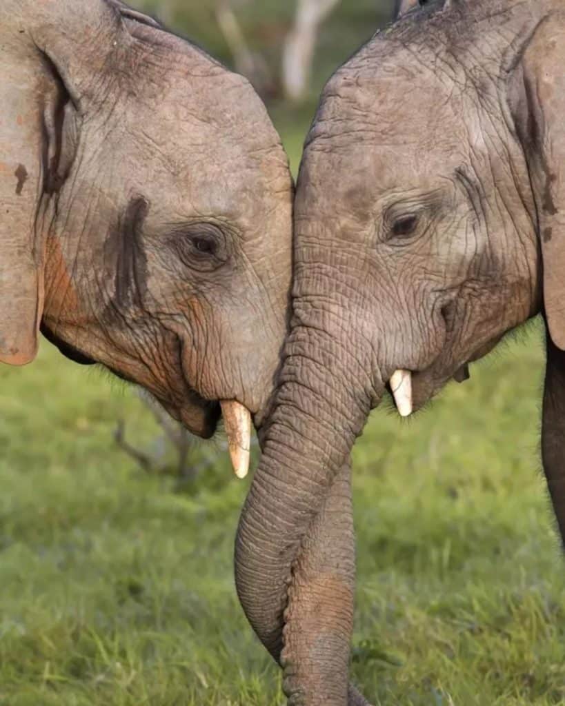 Two young elephants affectionately touch heads, gently intertwining trunks and tusks on a green field, showcasing a tender social moment.