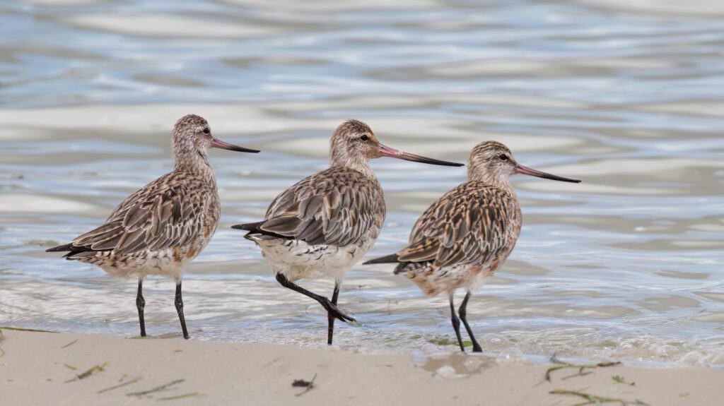 Three bar-tailed godwits, migratory birds with slightly upwardly curved bills, stand together on the shore and gaze in the same direction on Bribie Island in Queensland, Australia.
