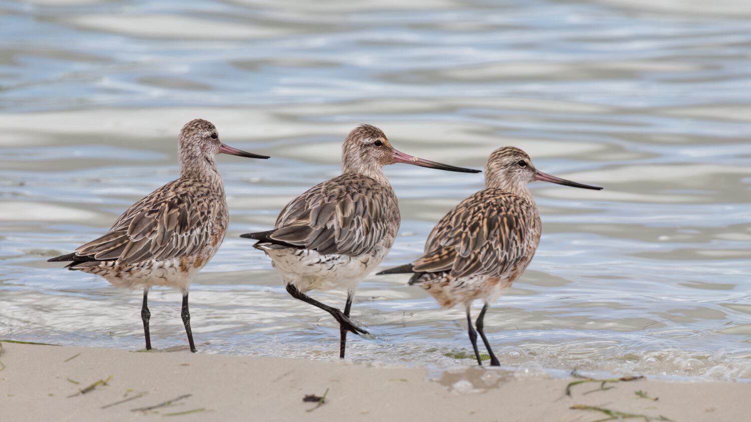 Three bar-tailed godwits, migratory birds with slightly upwardly curved bills, stand together on the shore and gaze in the same direction on Bribie Island in Queensland, Australia.