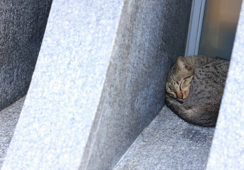 Gray cat sleeps in a small corner of a concrete building.