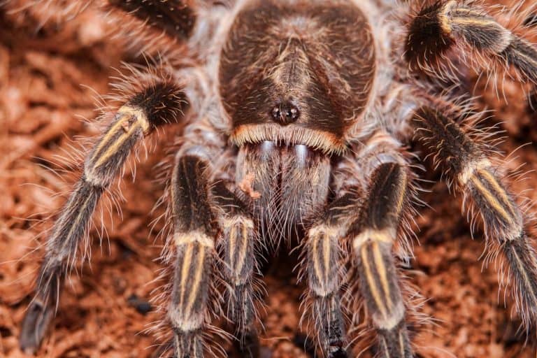 Macro photo of Grammostola pulchripes or commonly known as Chaco golden knee tarantula, a terrestrial species.