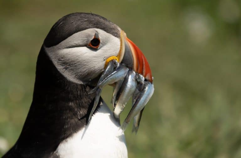 puffin with fish in beak on Skomer Island