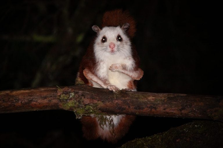 A Taiwan red-and-white giant flying squirrel.