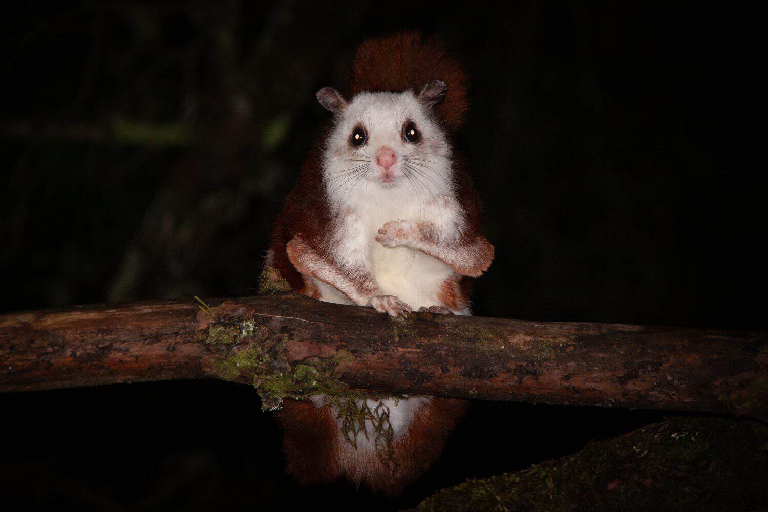This Giant Squirrel Glides Through Trees Like Something Out of a