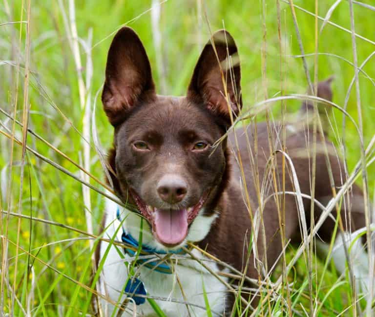 Rat Terrier