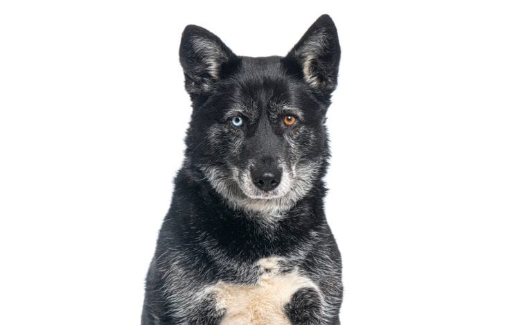 Huskador