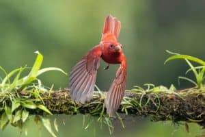 Summer tanager taking off from tree branch