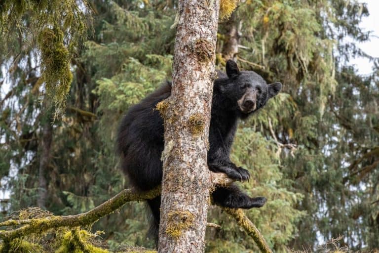USA, Alaska. Black bear climbing moss covered tree at Anan Bear Observatory.