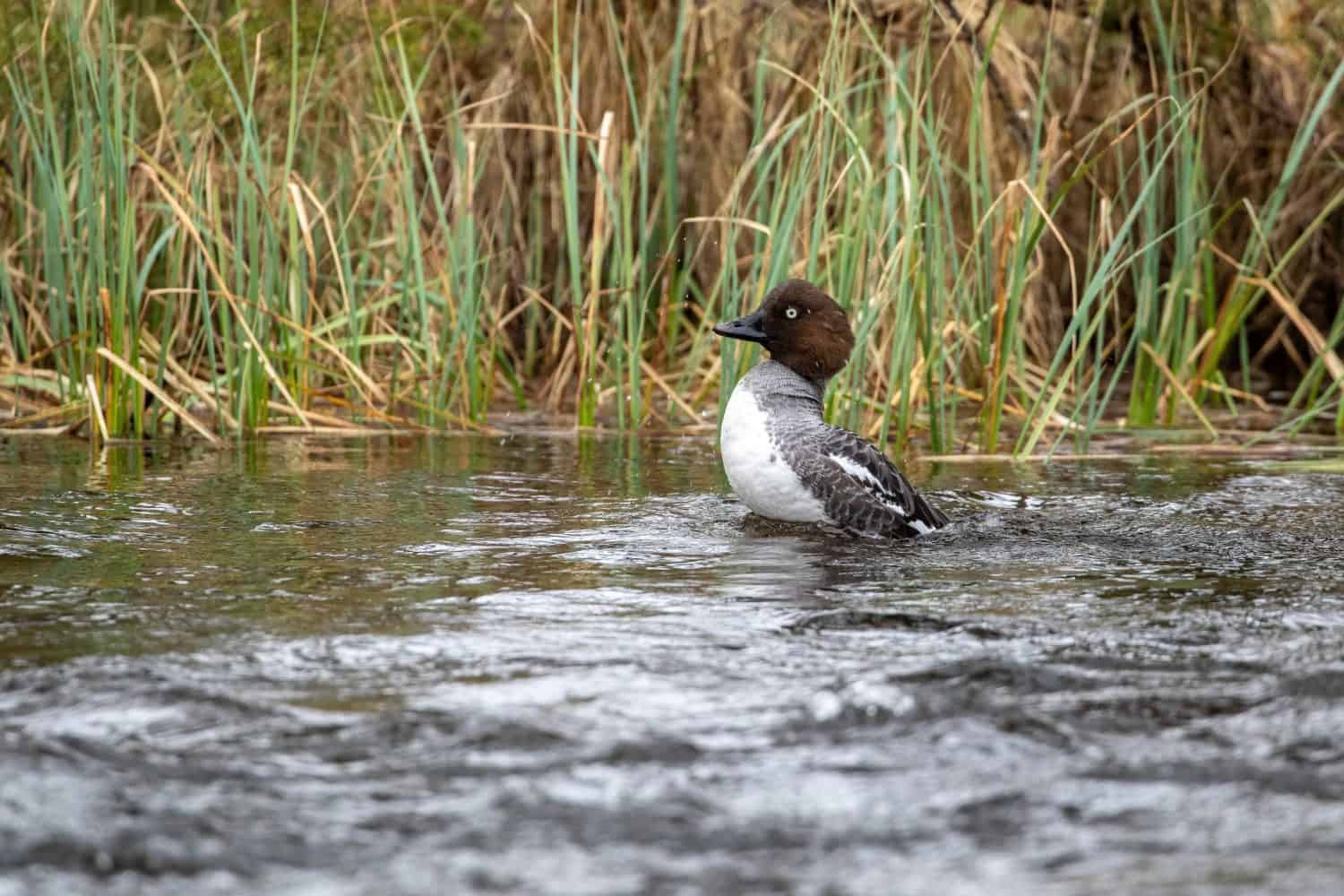 Female common goldeneye, Bucephala clangula, swimming in the river in Finnish nature