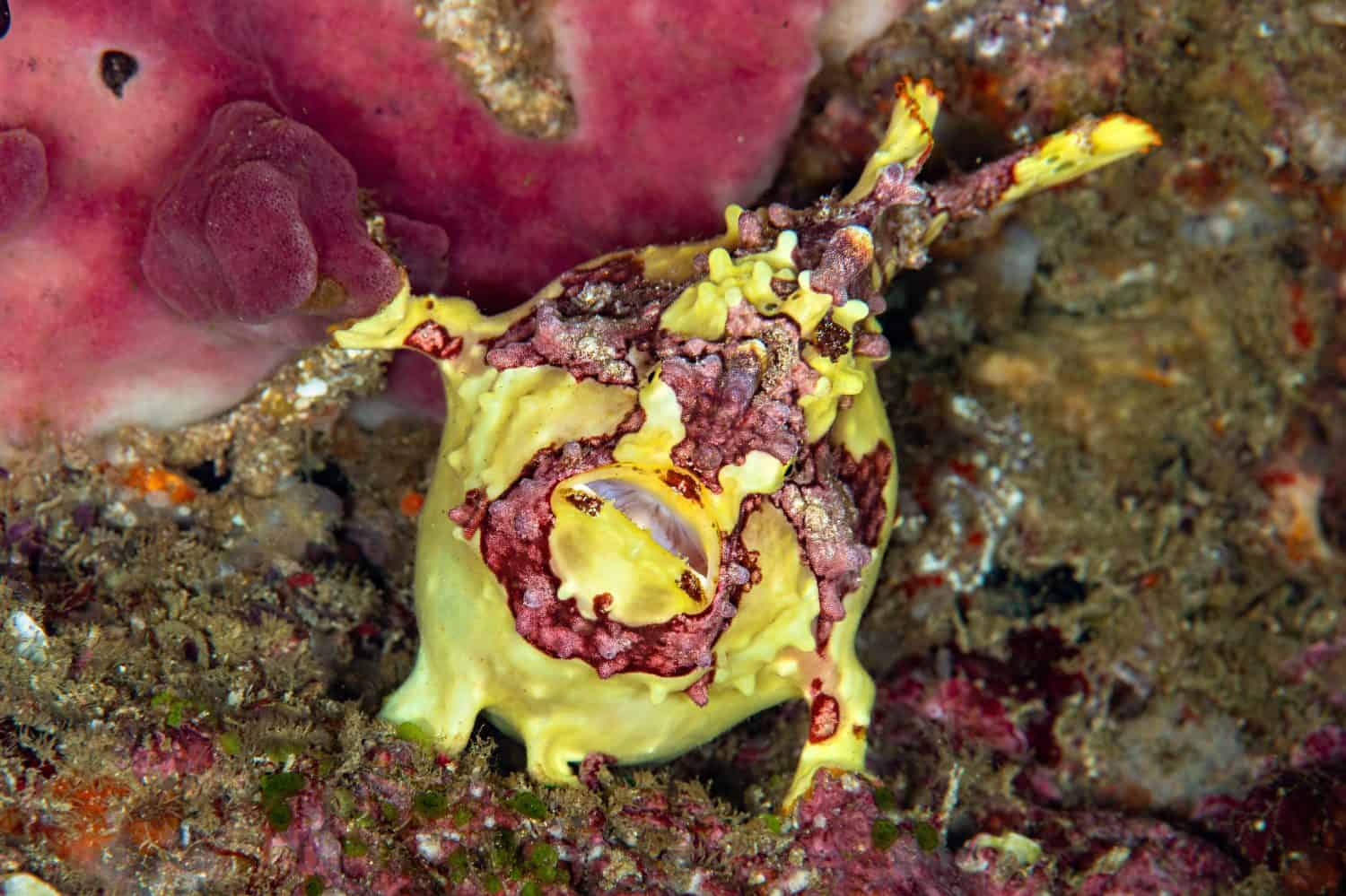 Warty Frogfish (Antennarius maculatus) Camouflaged on Coral Reef