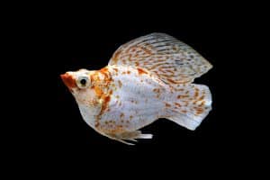 A white and red sakura round tail balloon molly fish on isolated black background. It is a hybrid variation of Poecilia latipinna and sailfin molly, a livebearer fish, popular freshwater aquarium.